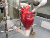 Dynamic Heart System