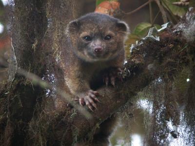 Olinguito, <i>Bassaricyon neblina</i>