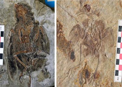 Fossil Birds from the Time of Dinosaurs