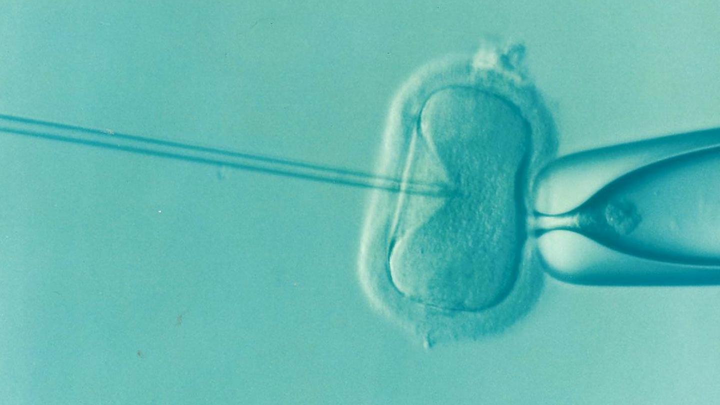 New Technique to Aid IVF Embryo Selection