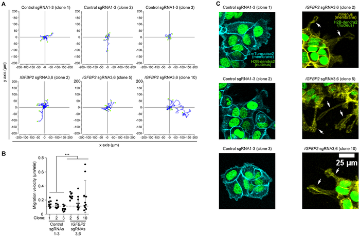 High resolution imaging reveal an increased migration speed of the epithelial cell line MCF7 clones upon CRISPR/dCas IGFBP2 epigenetic editing.