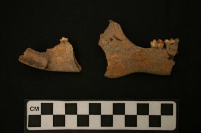 Pre-Columbian Peccary Jaw