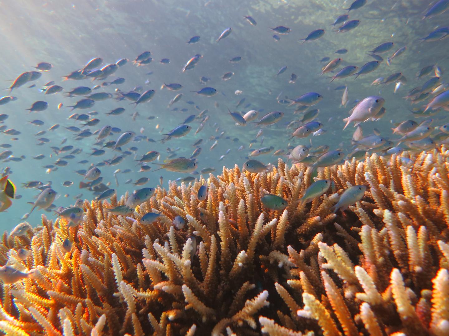 Corals at Risk on the Great Barrier Reef