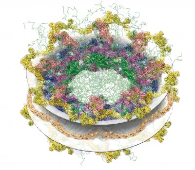 Nuclear Pore Complex