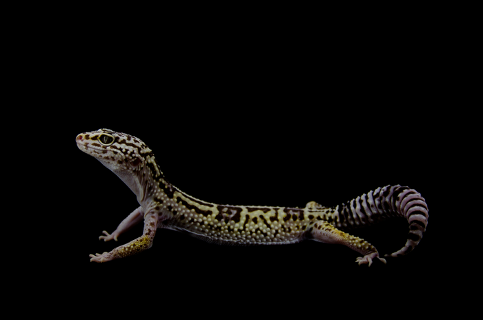 An Iranian eublepharis gecko