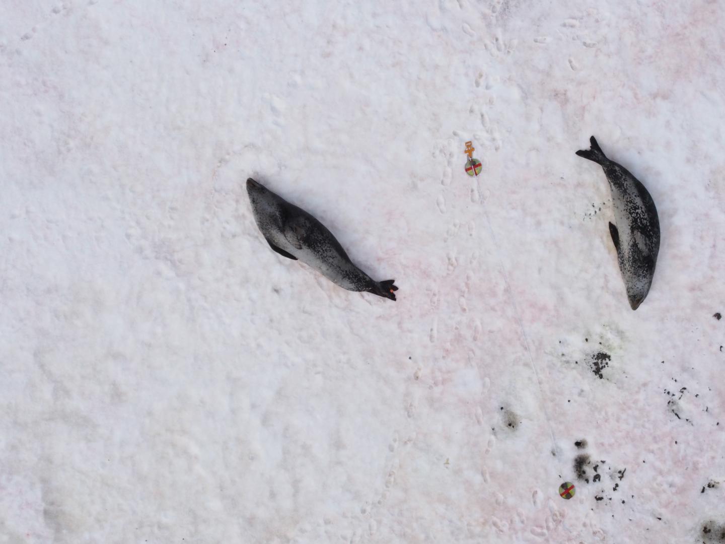 Drone Captures Leopard Seals