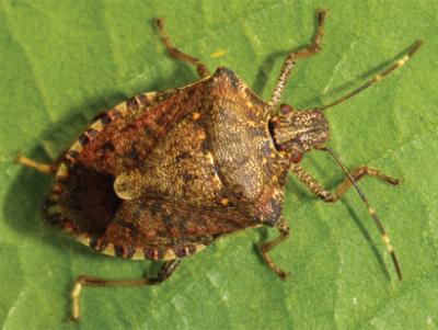 Brown Marmorated Stink Bug