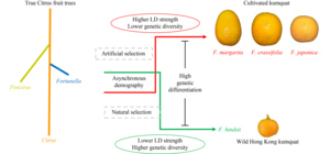 Is the origin of cultivated kumquat species implicated with Hong Kong kumquat? Probably no. - EurekAlert