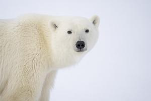 Polar Bear Closeup