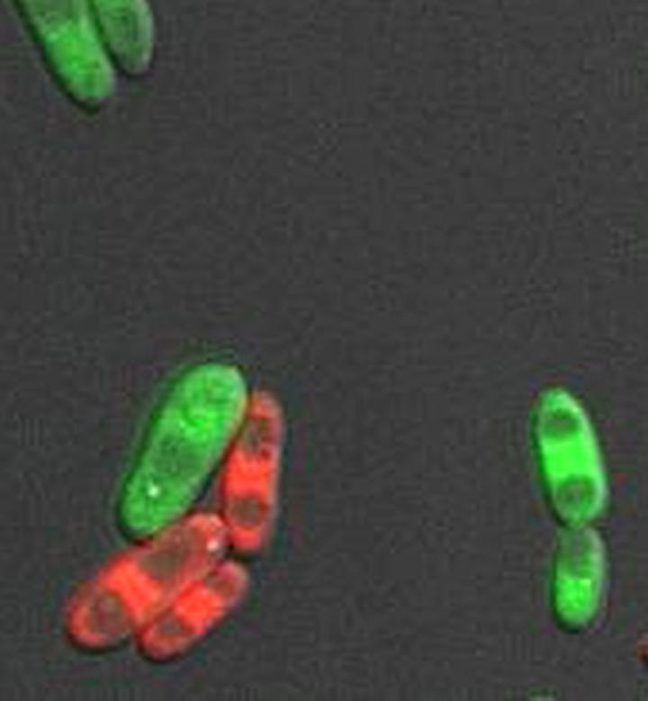 Fluconazole Makes Fungi Sexually Active