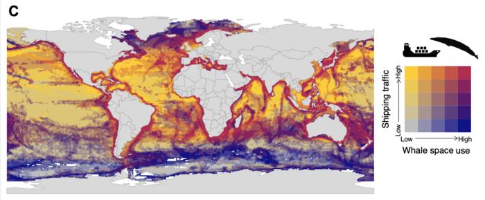 Whale space shipping traffic