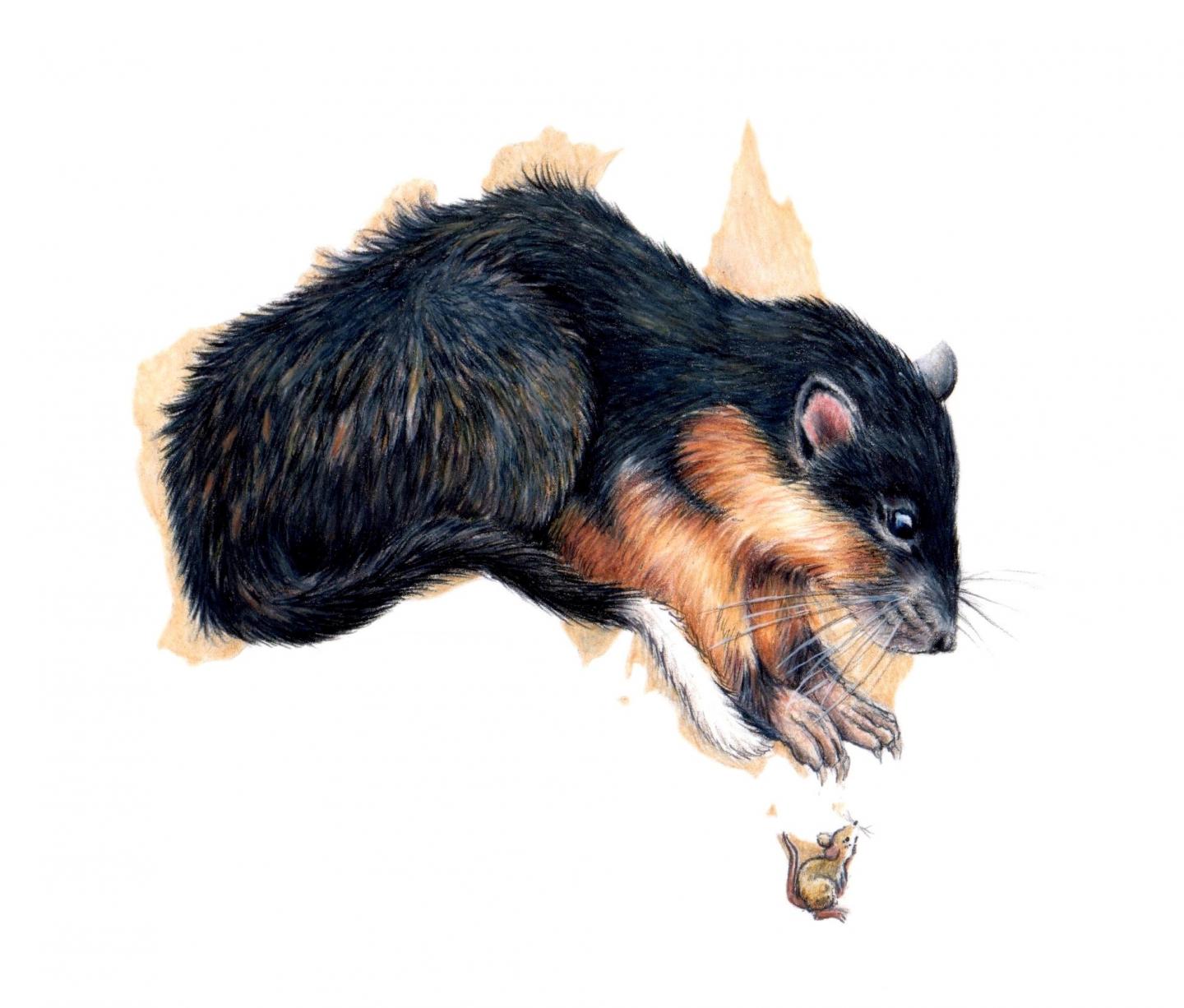 Australia's Smallest Rodent, the Molinipi (Pseudomys delicatulus)