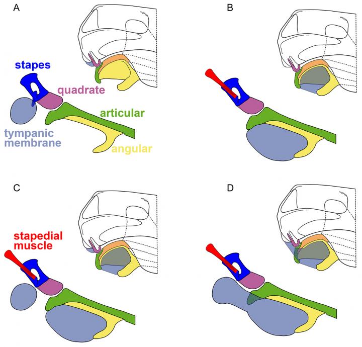 Eardrum Arrangement 