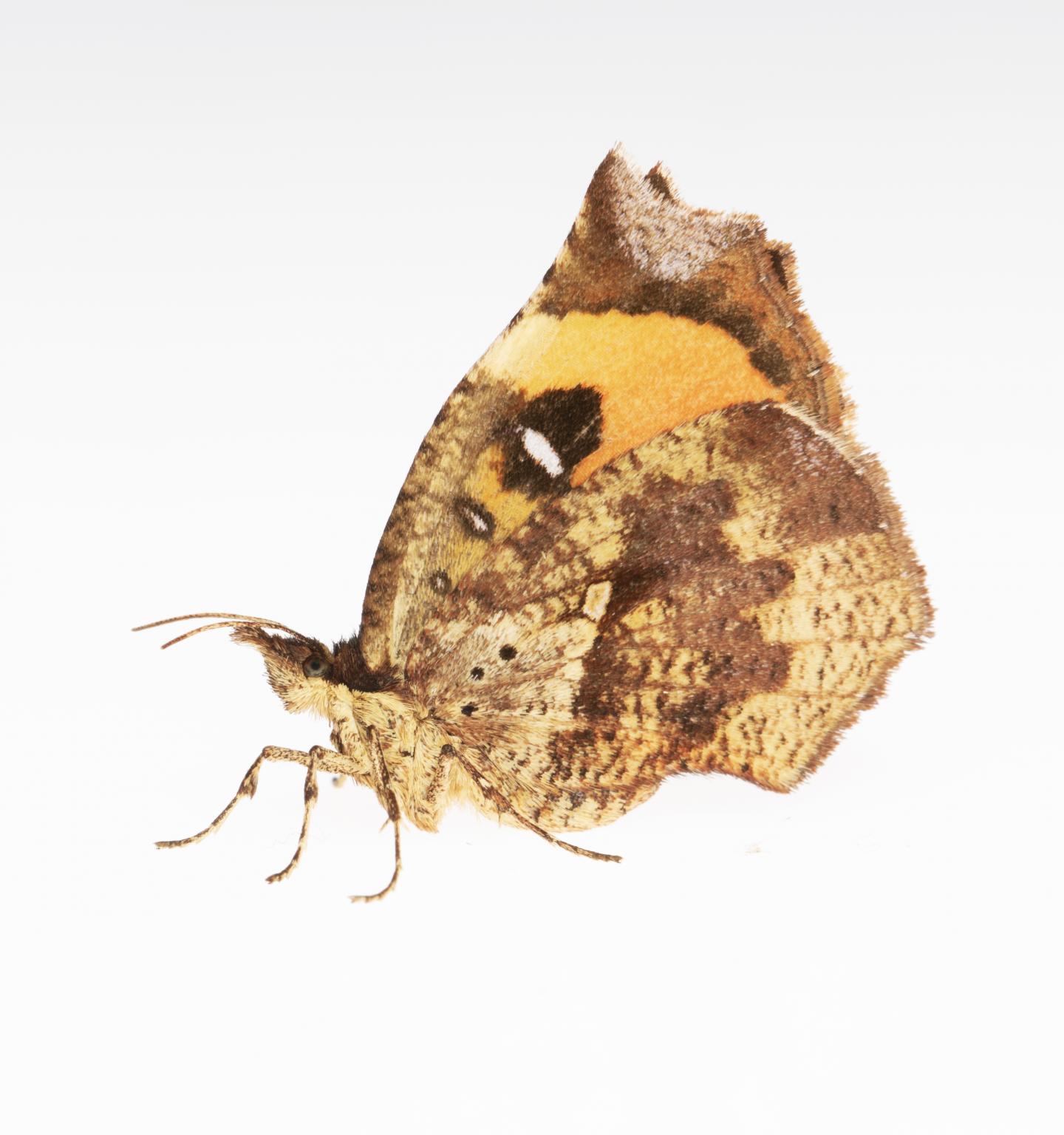 Evolutionary history of butterflies and moths EurekAlert!