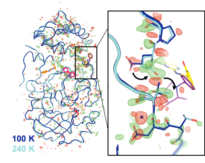 Mpro enzyme structure