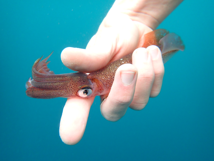 Market squid