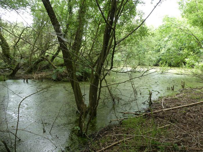 Beaver_Wetland