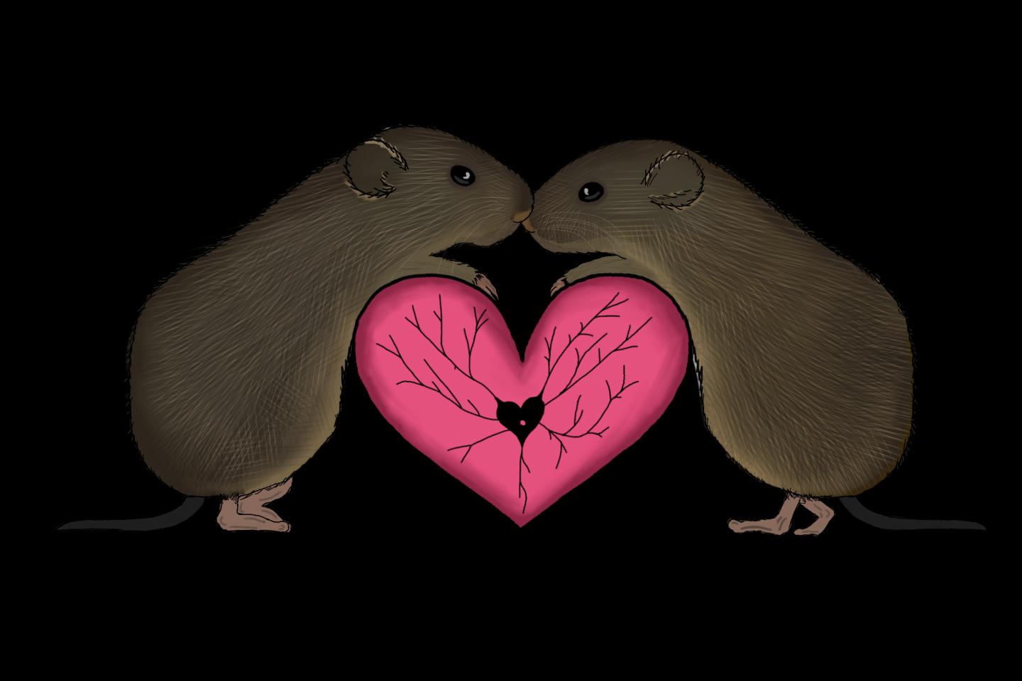 Vole Love