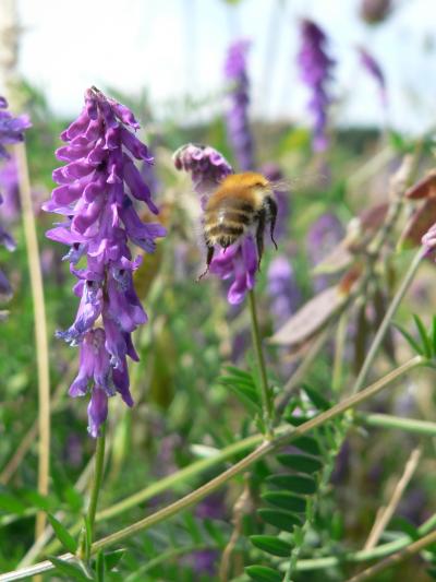 Bumblebee Workers, Bombus Pascuorum