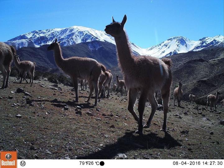 Guanacos