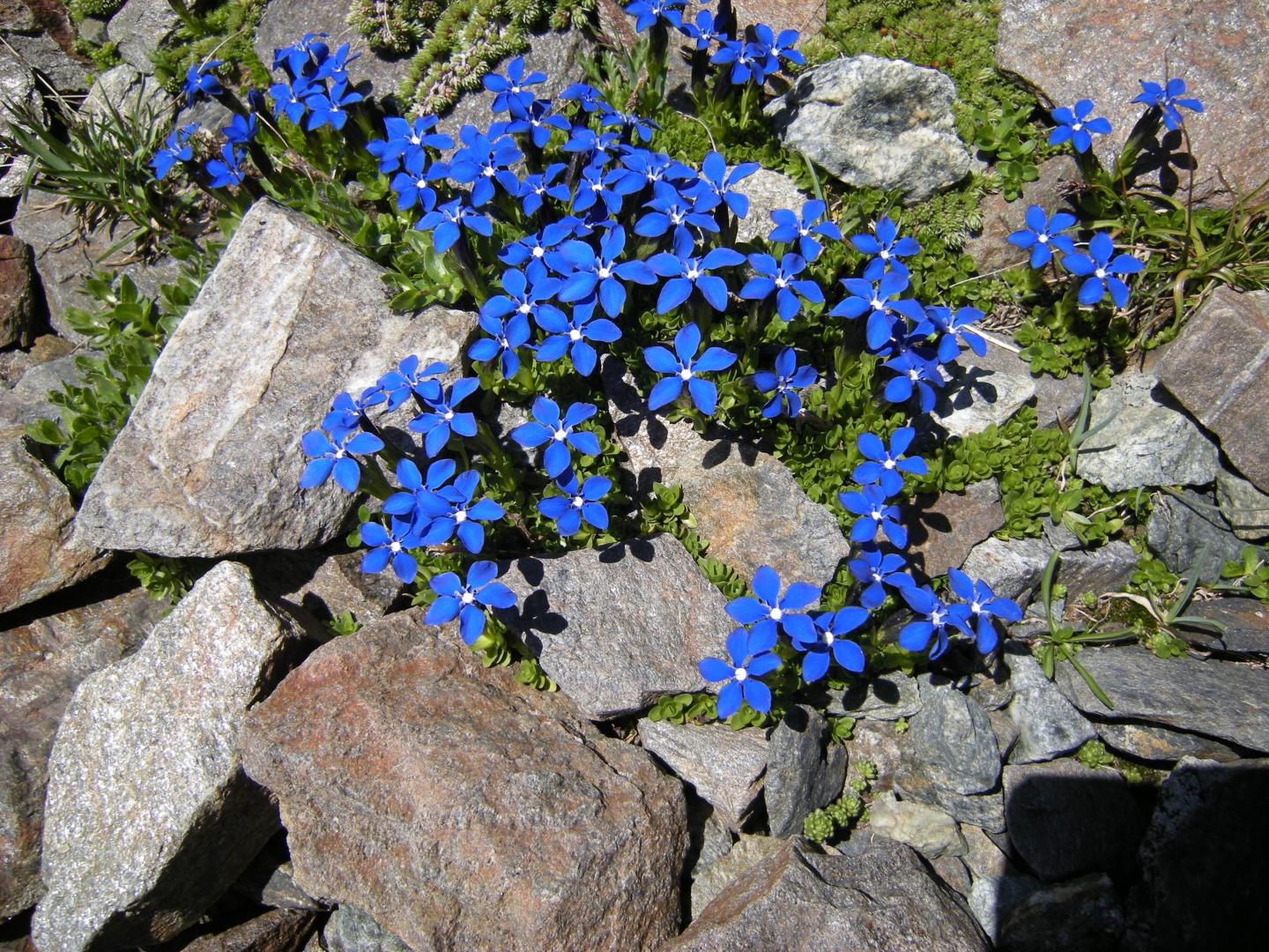 Gentinana nivalis