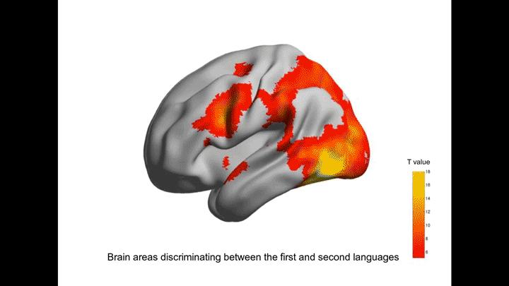 distinct-language-patterns-in-the-bilingual-b-eurekalert