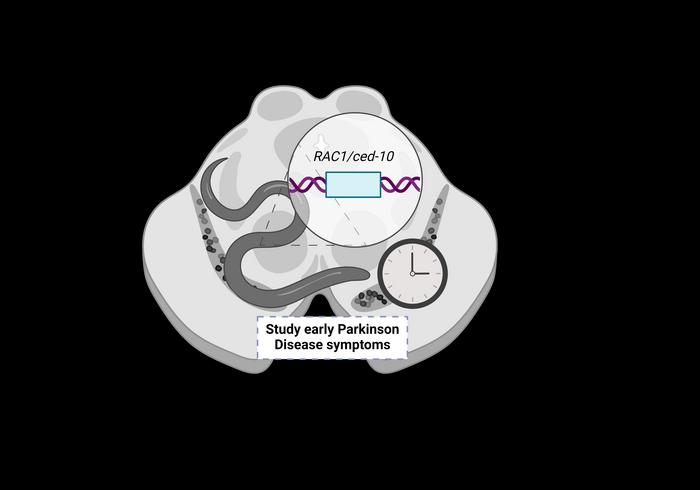 New animal model created to study Parkinson’s disease before neurodegeneration appears