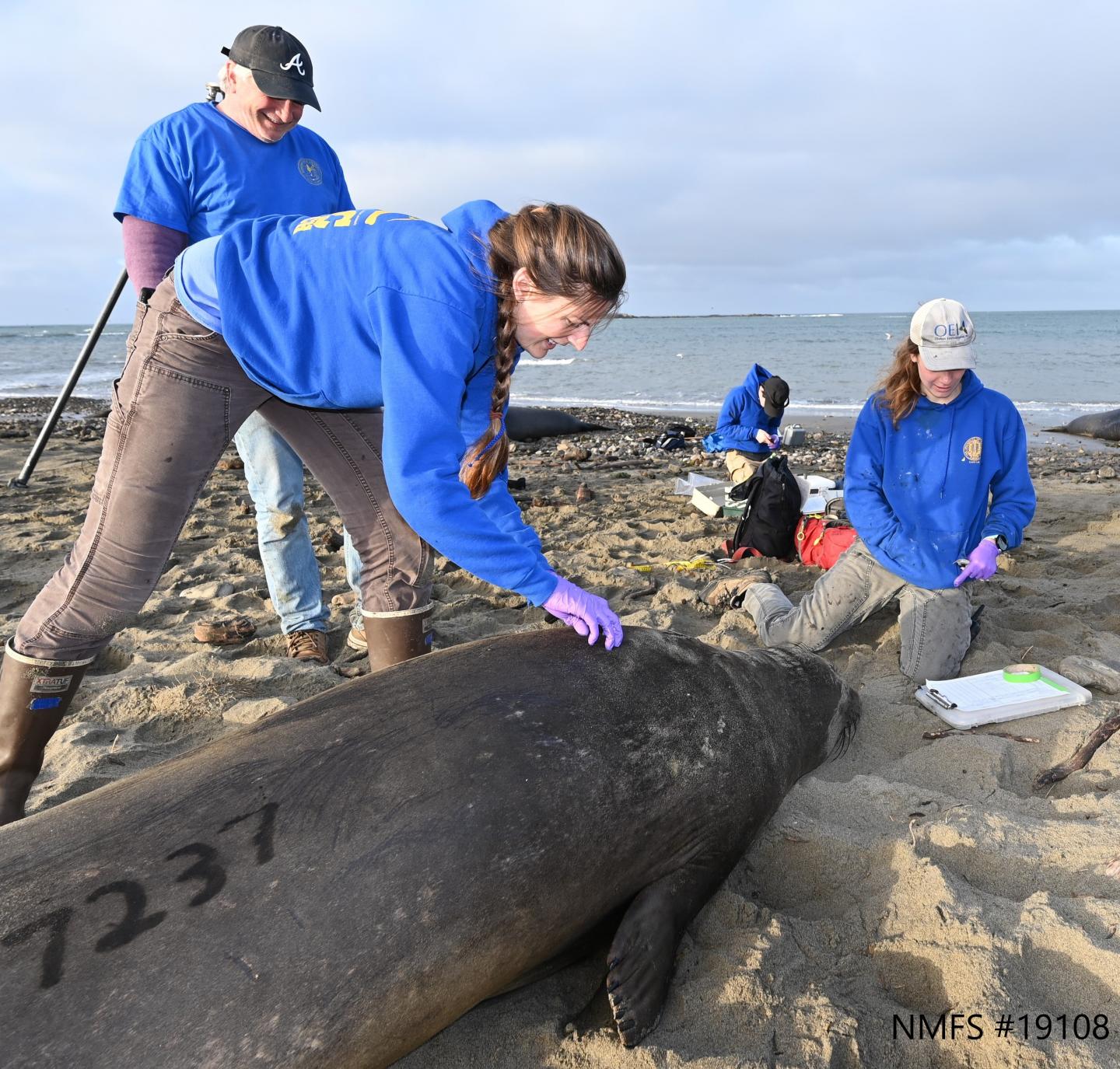 Elephant seal tagging