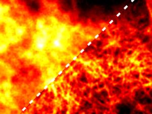 Comparison of a database fluorescence micrograph (left) with its CDVM reconstruction