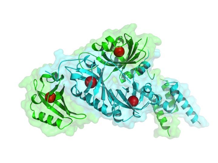 NPAS1-ARNT Structure