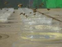 Honey Bee Workers in this Video Hover over Feeding Dishes with Different Diets