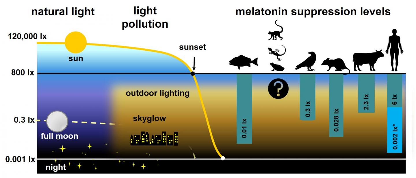The Relation between Light (Illuminance Levels) and Melatonin Suppression in Humans and Vertebrates