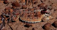 California Horned Lizard