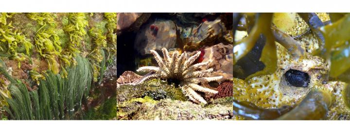 Diversity of Inter-Species Interactions Affects Functioning of Ecological Communities
