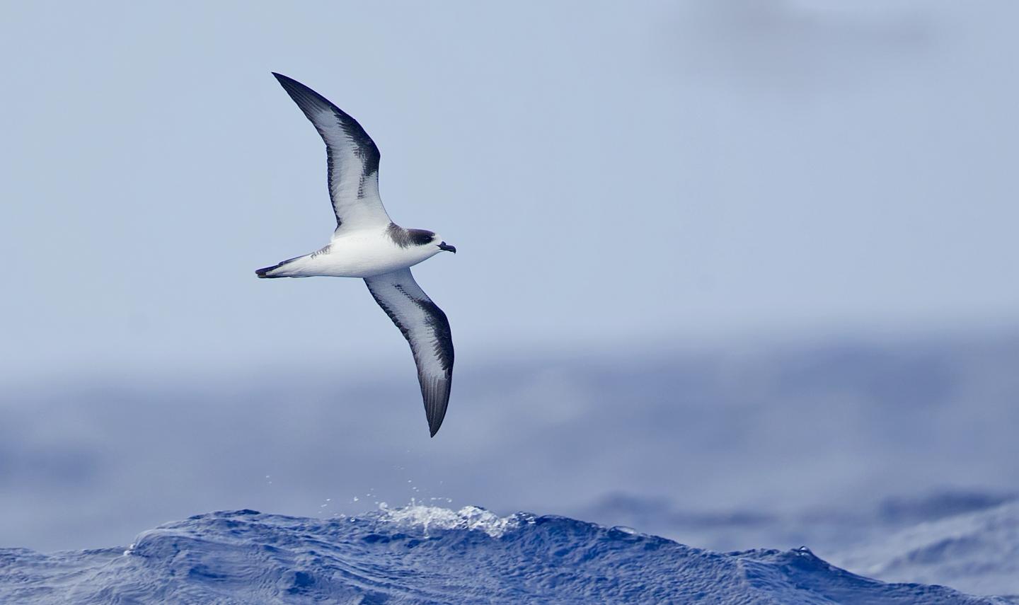 Hawaiin Petrel in Flight