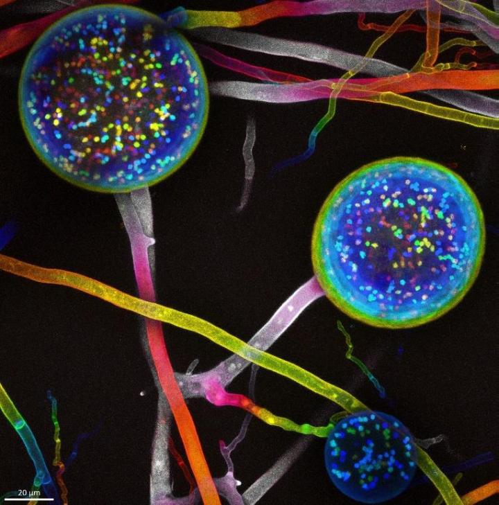 Nuclear Content of AMF Spores