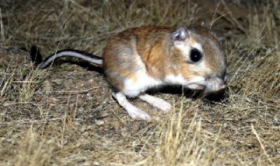 Kangaroo Rat (2 of 2)