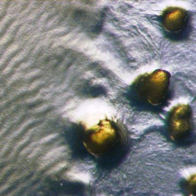 <i>M. xanthus</i> Waves (1 of 2)