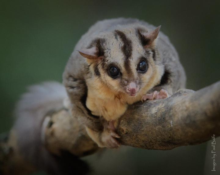 Australian squirrel glider