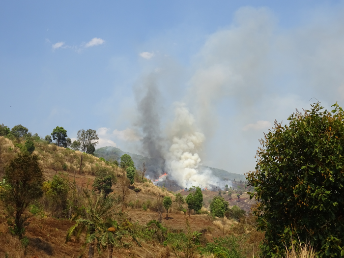 Smoke from agricultural and forest fires