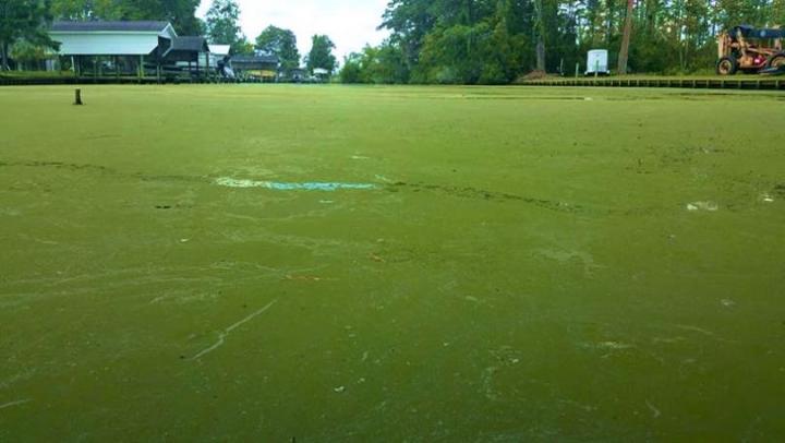 Climate Change Projected to Significantly Increase Harmful Algal Blooms in US Freshwaters