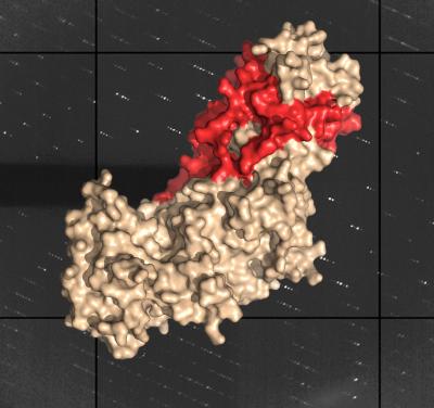 Protein Structure of the Herpes Simplex Virus Type 2