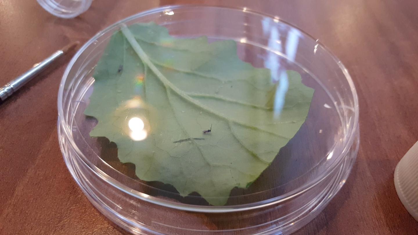 Parsitic wasps, Rothamsted Research