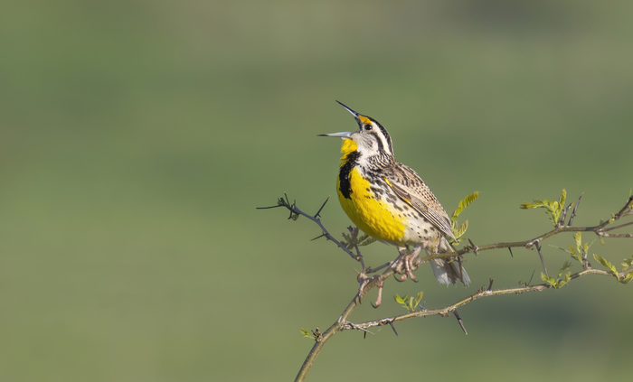 Meadowlark