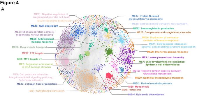 Protein co-expression network