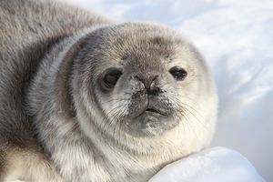 Weddell Seals