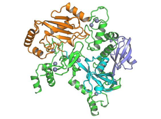 Crystallized Structure of Fully Active E3 Ubiquitin Ligase Complex