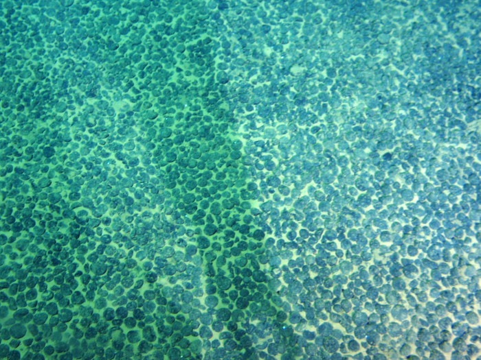 A photo taken by an underwater camera showing the distribution of the nodules on the seafloor at the study site