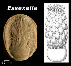 Essexella, a 310-million-year-old fossil sea anemone from Illinois.