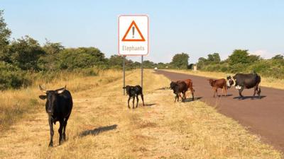 Cattle Cross a Road in Caprivi, Namibia